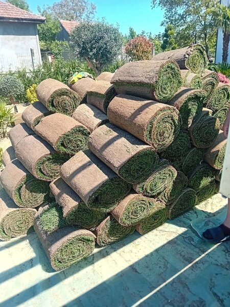 Vand/ livrez plantez plante ornamentale diferite specii,