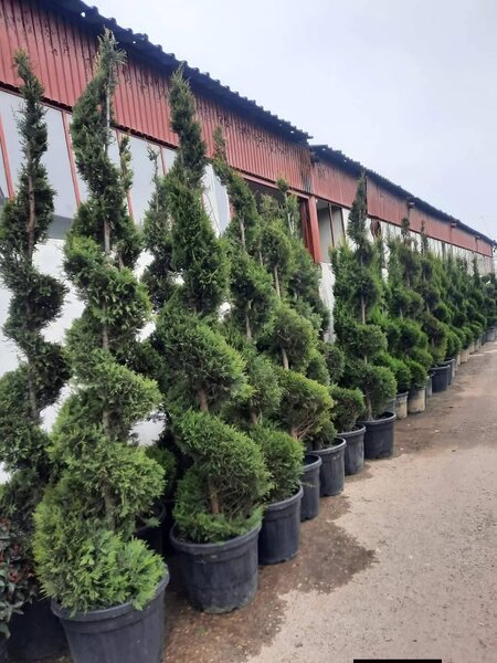 Vand/ livrez plantez plante ornamentale diferite specii,