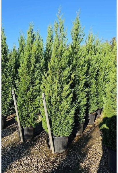 Vand/ livrez plantez plante ornamentale diferite specii,