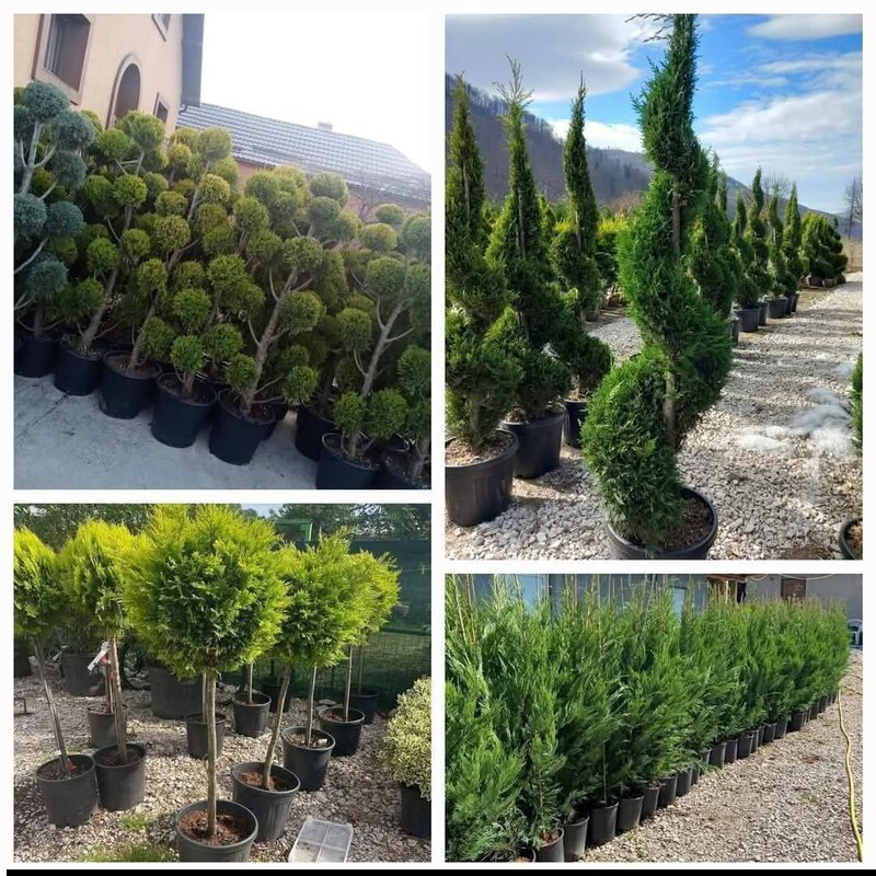 Vand/ livrez plantez plante ornamentale diferite specii,