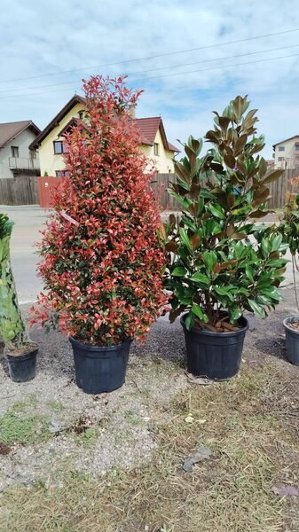 Vand/ livrez plantez plante ornamentale diferite specii,