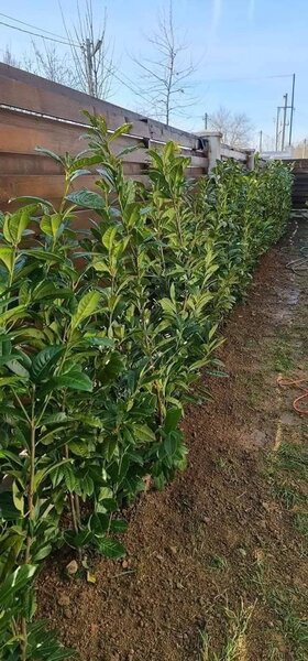 Vand/ livrez plantez plante ornamentale diferite specii,