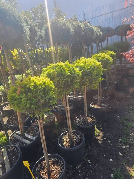 Vand/ livrez plantez plante ornamentale diferite specii,