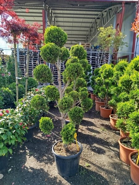 Vand/ livrez plantez plante ornamentale diferite specii,