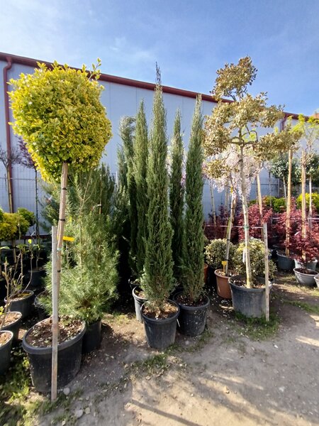 Vand/ livrez plantez plante ornamentale diferite specii,