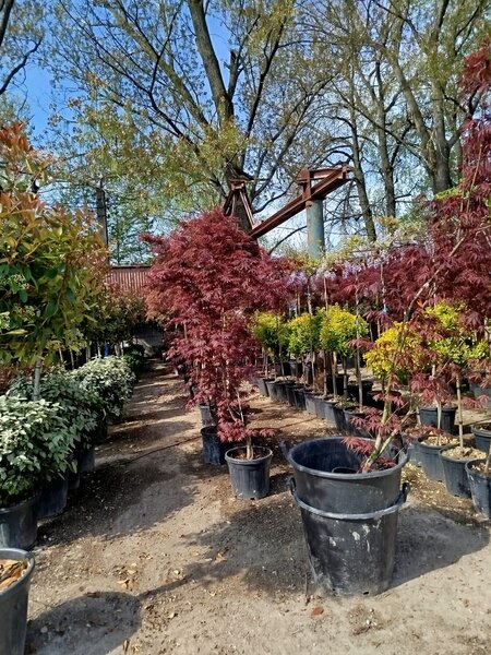 Vand/ livrez plantez plante ornamentale diferite specii,
