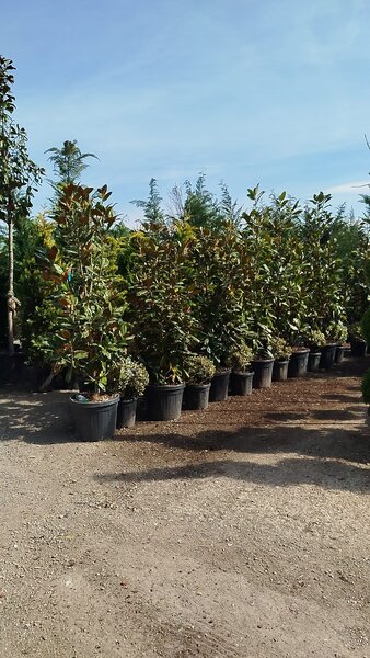 Vand/ livrez plantez plante ornamentale diferite specii,
