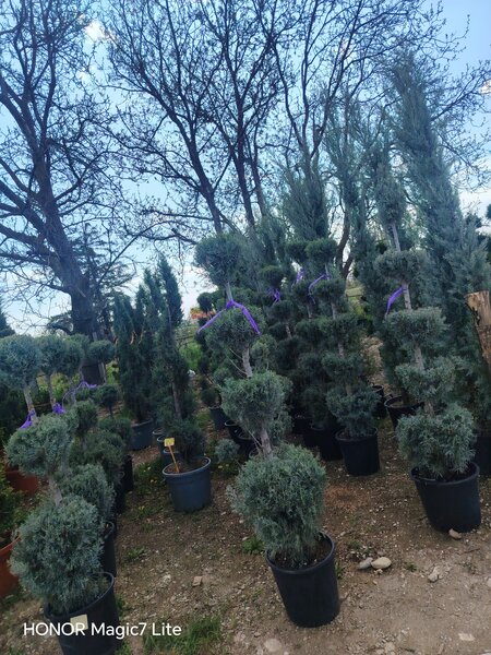 Vand/ livrez plantez plante ornamentale diferite specii,