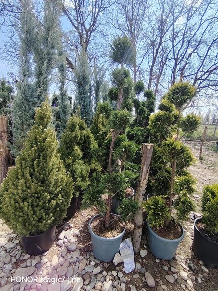 Vand/ livrez plantez plante ornamentale diferite specii,