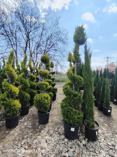 Vand/ livrez plantez plante ornamentale diferite specii,