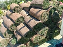Vand/ livrez plantez plante ornamentale diferite specii