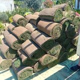 Vand/ livrez plantez plante ornamentale diferite specii