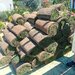 Vand/ livrez plantez plante ornamentale diferite specii,