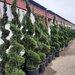 Vand/ livrez plantez plante ornamentale diferite specii,