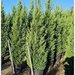 Vand/ livrez plantez plante ornamentale diferite specii,