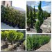 Vand/ livrez plantez plante ornamentale diferite specii,