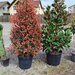Vand/ livrez plantez plante ornamentale diferite specii,
