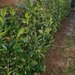 Vand/ livrez plantez plante ornamentale diferite specii,