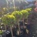 Vand/ livrez plantez plante ornamentale diferite specii,