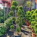 Vand/ livrez plantez plante ornamentale diferite specii,