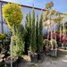 Vand/ livrez plantez plante ornamentale diferite specii,