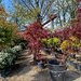 Vand/ livrez plantez plante ornamentale diferite specii,