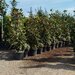 Vand/ livrez plantez plante ornamentale diferite specii,