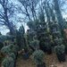Vand/ livrez plantez plante ornamentale diferite specii,