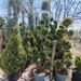 Vand/ livrez plantez plante ornamentale diferite specii,