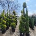Vand/ livrez plantez plante ornamentale diferite specii,
